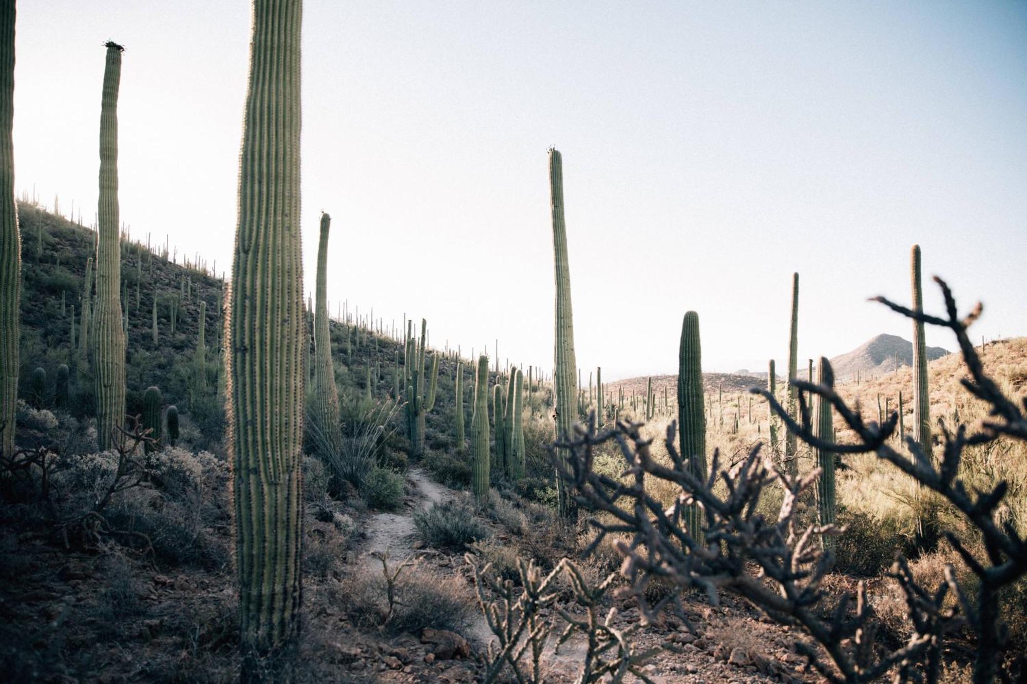 Jw Marriott Tucson Starr Pass Resort Buitenkant foto