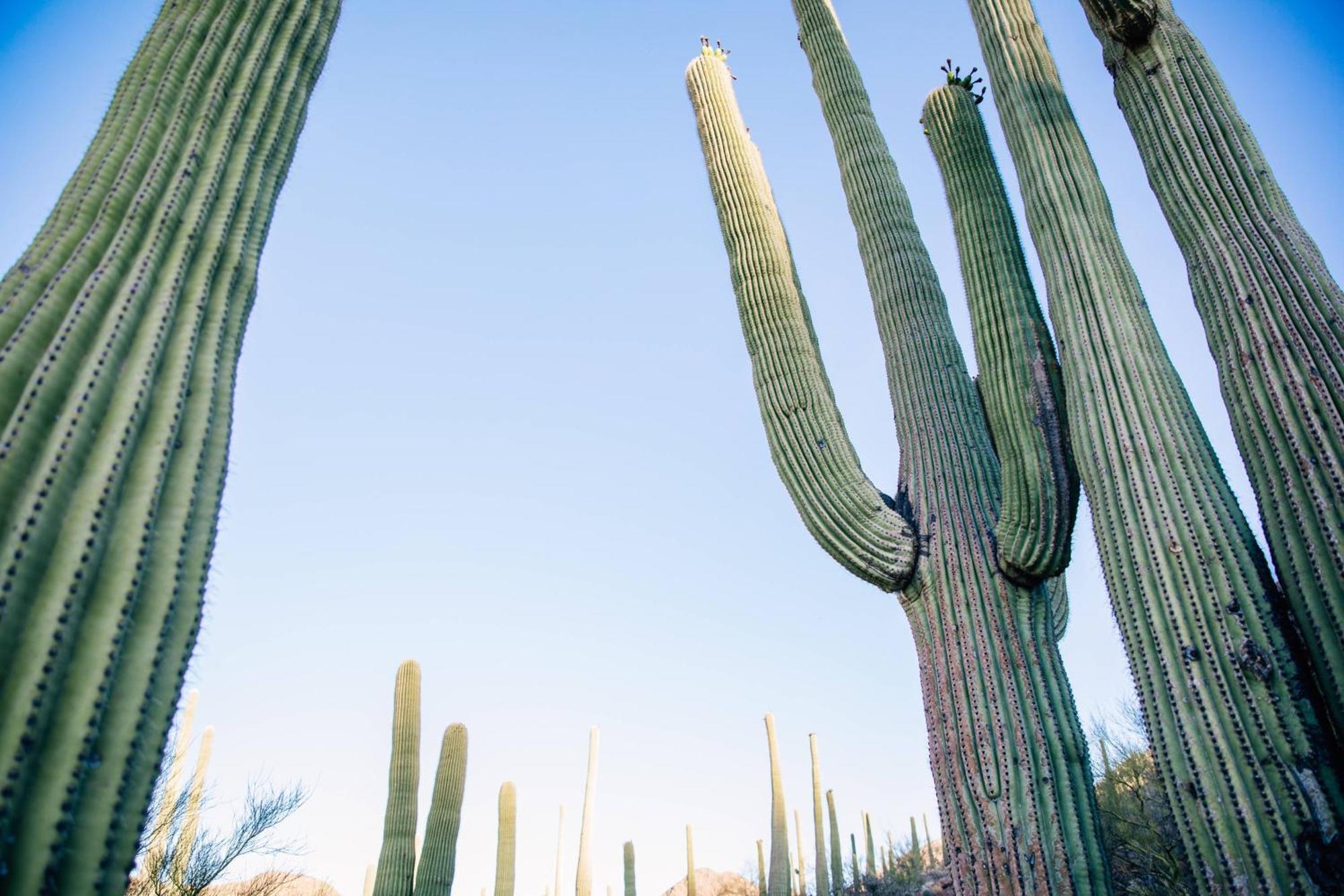 Jw Marriott Tucson Starr Pass Resort Buitenkant foto